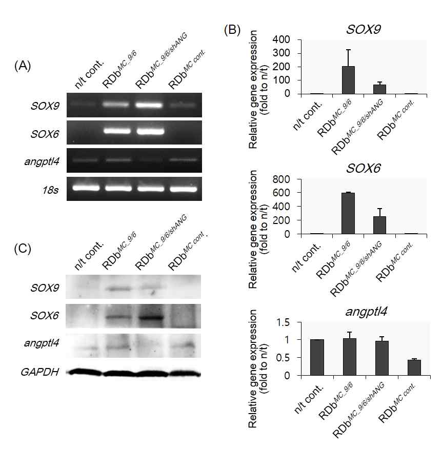 RDb를 이용한 MCsox9/6/shANG 유전자 이입에 의한 지방줄기세포 내 유전자 up & down-regulation 검증, (A) RT-PCR, (B) real-time qPCR, (C) western-blot