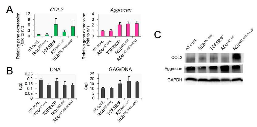 RDb를 이용한 MCsox9/6/shANG 유전자 이입에 의한 지방줄기세포 3D pellet culture에서 연골분화 효율 검증. (A) real-time qPCR, (B) GAG/DNA content, (C) western-blot. analysis