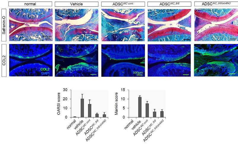 골관절염 동물 모델에서 세포/유전자 치료제의 연골재생 및 보호효과 탐색, safranin-O staining (OARSI, Mankin score), COL2 immunohistochemistry