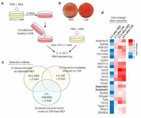 3T3-L1 세포를 이용한 conditioned medium의 확보와 적용, RNA sequencing 실험에 이용한 실험 디자인 도식. 여기에서 도출된 RNA-seq 결과를 오른 쪽에 나타내었으며, 여러 교차 분석 방법과 genome-wide secretome 적용을 통해 conditioned medium에 의해 early induction 되며 지방세포 분화에 결정적인 역할을 수행하는 유전자를 도출함. (a) 3T3-L1을 이용한 conditioned medium의 확보 및 연구 전략. (b) Conditioned medium에 의한 분화 촉진 결과를 oil-red O 염색으로 나타냄. (c) RNA sequencing 후 유전자 발굴 전략을 나타낸 모식도. (d) 결과로 나타난 대표 유전자들과 그 발현