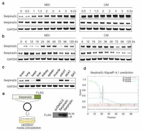 Serpina3C의 발현과 분비. (a, b) MDI 또는 conditioned medium (CM) 처리시에 Serpina3C의 발현이 증가됨. (c) Serpina3C는 간, 지방조직 등에 발현이 높음. (d, e) SignalP-4.1 프로그램을 이용한 단백질 분석에서 Serpina3C는 signal peptide가 있는 분비 단백질로 분석되며, overexpression vector를 제조하여 세포에 transfection 후 media에서 검출됨