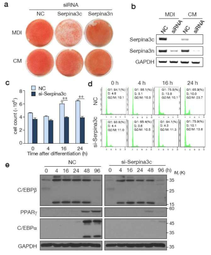 Serpina3C가 지방세포 분화에 미치는 영향. (a) Serpina3C의 siRNA를 처리 후 knockdown 된 결과. (b) Serpina3C knockdown으로 3T3-L1 세포의 분화가 억제됨을 oil-red O 염색으로 확인함. (c) 분화 시작 후 24시간동안 세포 수의 변화. 3T3-L1 세포가 정상적으로 mitotic clonal expansion이 되는 것에 비하여 si-Serpina3C를 처리한 그룹은 세포의 증가가 없음. (d) FACS 분석으로 si-Serpina3C 처리 후 세포의 clonal expansion이 억제되었음을 확인함. (e) si-Serpina3C를 처리한 후 C/EBPa, PPARg 등 분화 마커의 발현이 일어나지 않았고, C/EBPb의 발현은 정상적인 것으로 보아 Serpina3C는 C/EBPb 이후의 분화에 영향을 미칠 것으로 생각됨