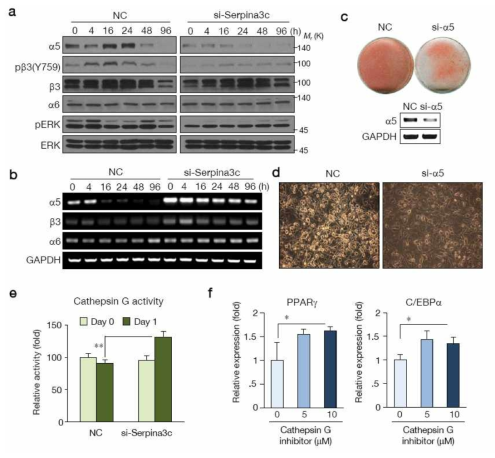 Serpina3C와 integrin의 연관성. (a) Serpina3C의 siRNA를 처리 후 integrin a5, phospho-b3, a6의 단백질 변화를 나타냄. (b) Serpina3C knockdown 후 integrin a5, b3, a6의 mRNA 변화를 RT-PCR로 측정함. (c) Integrin a5의 knockdown 시에 분화가 억제되어 이의 존재가 지방세포 분화에 필수적임을 나타냄. (d) 이의 현미경 관찰 사진. (e) Cathepsin G 활성을 측정한 결과 si-Serpina3c를 처리한 경우 Day 1에 그 활성이 억제되지 않았음. 이는 Cathepsin G의 활성으로 integrin a5가 분해됨으로써 하위 단계 신호전달이 일어나지 않아 지방세포 분화가 억제되었음을 시사함. (f) Catheptin G의 억제제를 투여한 경우 지방세포 분화에 필수적인 PPARg와 C/EBPa의 발현이 증가함을 보임