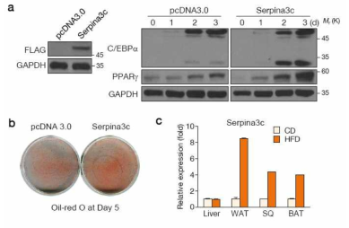 Serpina3C의 과발현. (a) Serpina3C에 FLAG을 달아 과발현한 결과 지방세포 분화 마커인 C/EBPa와 PPARg의 발현이 증가되었으며, (b) oil-red O 염색 결과 분화가 촉진됨. (c) 마우스에 고지방 식이(HFD)를 한 결과 지방 조직에서 Serpina3C의 발현이 증가함