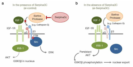 Serpina3C와 지방세포 분화 메커니즘 모식도. Serpina3C는 지방세포 분화를 촉진하는 secretory protein이며, 지방세포 분화 중에 지방세포에서 발현되어 분비되고 이는 Cathepsin G와 같은 serine protease를 억제함. 따라서 integrin a5의 분해를 막을 수 있으며, 이는 정상적으로 IGF-1 신호전달을 하게 하여 ERK의 활성이 유발되고 상대적으로 AKT의 활성이 적음. 그러나 Serpina3C를 억제하게 되면 Cathepsin G의 활성 때문에 integrin a5가 분해되며, 이는 결국 ERK가 활성화 되지 못하고 AKT는 지속적 활성을 나타내는 결과가 됨. 따라서 GSK3b는 인산화되어 세포질로 유리되고 지방세포 분화가 억제됨