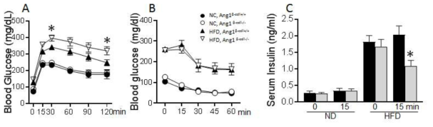 Beta cell specific Ang1 KO 생쥐에서 glucose intolerance 발생 및 포도당 자극 15분 후의 인슐린 농도의 상대적 저하