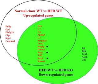 Secretory protein genes regulated by beta-cell specific Ang-1 KO