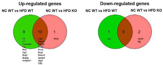 Overlap of secretory protein genes between Ang1β-cell++ and Ang1β-cell-/-