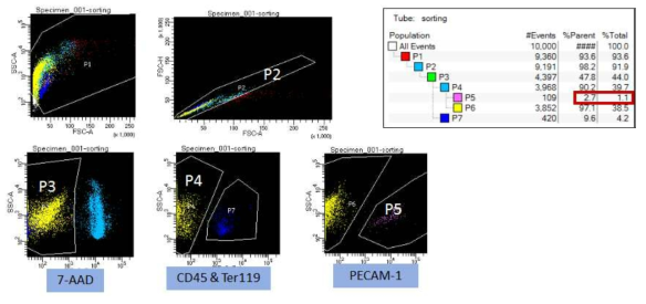 Mouse intra-islet 혈관내피세포 FACS sorting scheme