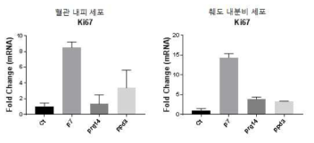 Ki67 expression depending on the age and pregnancy in mouse intraislet endothelial cells