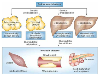 대사에서 알려진 hepatokines의 기능 및 대시잘환과의 연관성