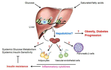 당 대사와 인슐린 감도를 조절하는 신규 hepatokine의 탐색 및 당뇨병 biomarker로서의 가능성 분석에 관한 본 연구의 가설