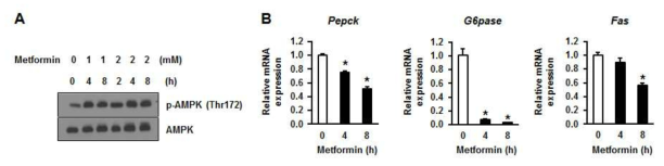 metformin 처치 후, 시간, 농도별 인슐린 민감도 향상 효능의 확인. (A) metformin에 따른 AMPK 인산화 증가, (B) metformin에 따른 gluconeogenesis, fatty acid synthesis 유전자 발현 감소 Mean ± SEM, *p<0.05, n=3 each group