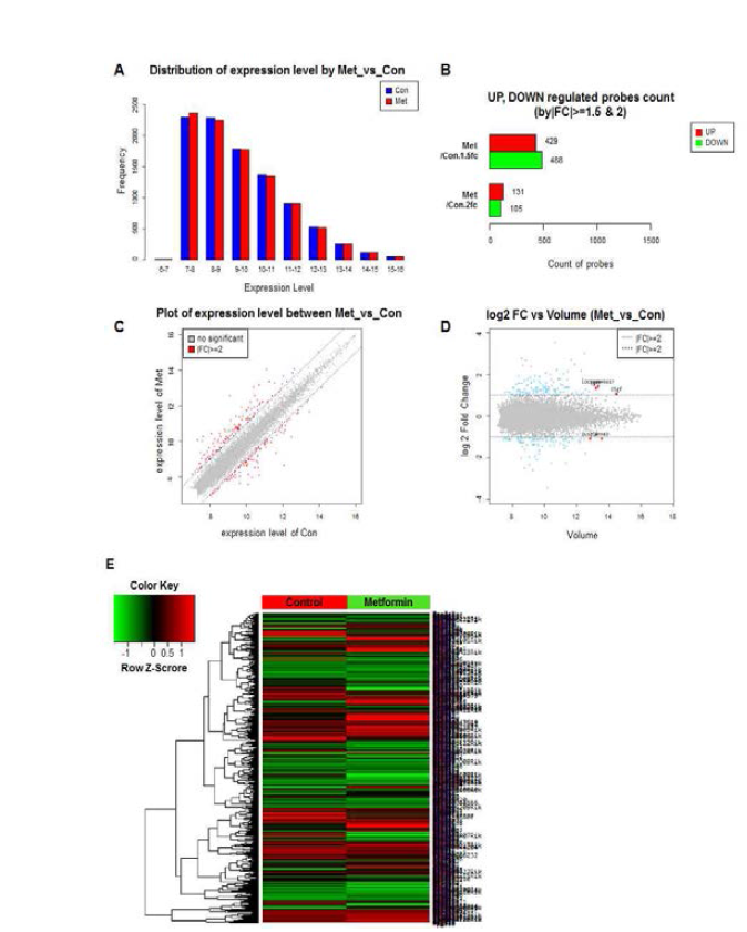 metformin 처치 후 hepatocyte에서의 RNA sequencing 분석