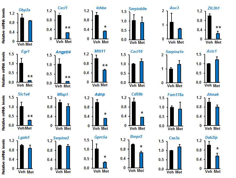 간세포에서 metformin처치에 의해 발현이 저해되는 유전자. Mean ± SEM, *p<0.05 **p<0.01, n=3 each group
