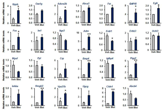 간세포에서 metformin처치에 의해 발현이 증가하는 유전자. Mean ± SEM, *p<0.05 **p<0.01, n=3 each group
