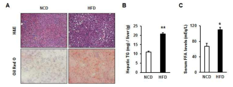 고지방 식이를 먹인 마우스 간조직에서는 (A, B) 지방 축적 및 (C) 인슐린 저항성을 증가시키는 혈중 FFA가 증가함. Mean ± SEM, *p<0.05 **p<0.01, n=7-8 each group