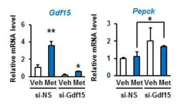 간세포에서 Gdf15 발현 저해시 당신생합성 유전자 발현이 감소함. Mean ± SEM, *p<0.05 **p<0.01, n=3 each group