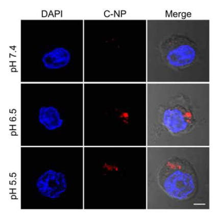 Confocal microscopic images demonstrating the uptake of charge convertible NPs by THP-1 cells at different pH condition