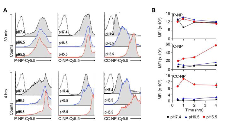 pH dependent uptake of bPEI nano particles(NPs) by THP-1 cells. NPs were incubated with THP-1 cells for 0.5hr or 4hr and analysed by flow cytometry