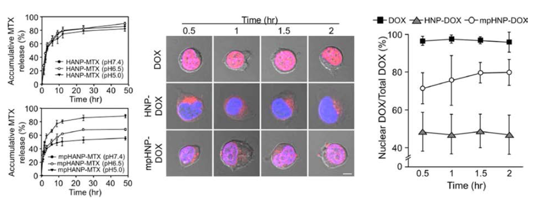 Profiles of MTX or DOX release from HANPs. pH dependent release of MTX from HANPs (A) and surface modified HANPs (B) at different time point. (2012년 보건의료연구개발사업 보고자료) Time dependent localization of Dox loaded HANPs in jurkat T cells. Confocal microscopic images showed localization of DOX (C) and ratio of nuclear DOX and total DOX release (D)