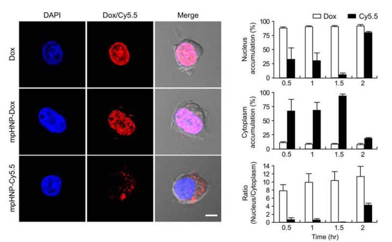 Accumulation of Free Dox, mpHANP-Dox and Cy5.5 labeled mpHANP in jurkat T cells. (A) Visualization of Dox, mpHANP-Dox and mpHANP-Cy5.5 by confocal microscopy. (B)Quantification of nuclear and cytoplasmic accumulation of Dox and Cy5.5 and their nuclear to cytoplasmic accumulation ratio. Scale bar is 5μm