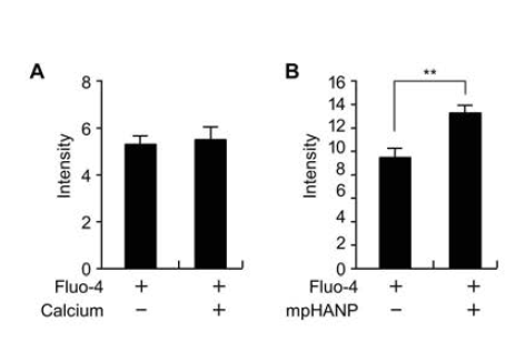 Measuerment of intracellular calcium using Fluo-4 in mpHANP treated THP-1 cells