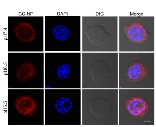 Localization of Dox loaded CC-NPs in Jurkat T cells at different pH condition