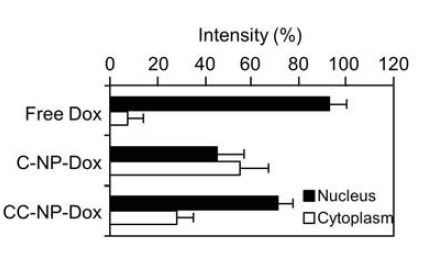 Quantification of nuclear and cytoplasmic accumulation of DOX from bPEI treated DOX loaded C-NP, CC-NP