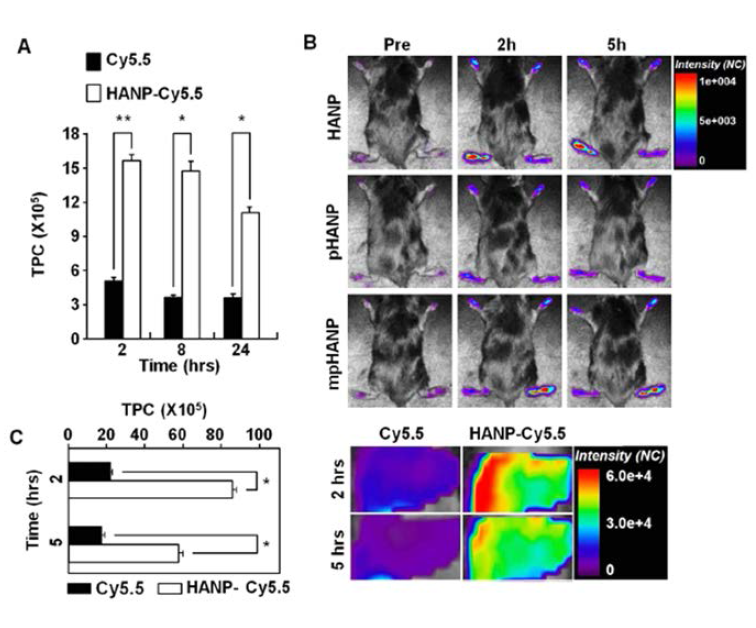 Targeted delivery HANPs into arthritic tissue in vivo. (A)Total photon counts (TPCs) over four paws according to time course were analysed (C,D) Comparative deposit profile of cy5.5 and HNAP-cy5.5 in liver of CIA mice at 2h and 5h post injection