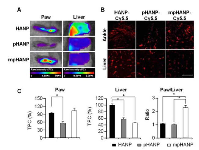 In vivo biodistribution of HANPs in CIA mice. (A) hind paw and liver fluorescence images of CIA mice (B) Cellular localization of cy5.5 labeled HANP, pHNAP and mpHANP was checked by Confocal microscopy. Scale bar is 50μm. (C) Quantification of TPC in paw and liver and ration of paw to liver