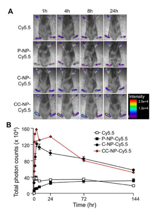 (A) In vivo non-invasive images of time dependent imaging of paws of CIA mice after i.p. injection of Cy5.5 labeled bPEI-NPs.(B) A quantification of in vivo biodistribution of Cy5.5 labeled bPEI-NPs