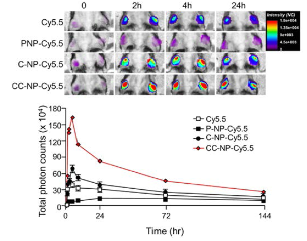 Accumulation of Cy5.5 labeled bPEI NPs in the inflamed knee. (A) Representative color coded NIRF images and (B) TPCs in knee. Values are mean ± SEM