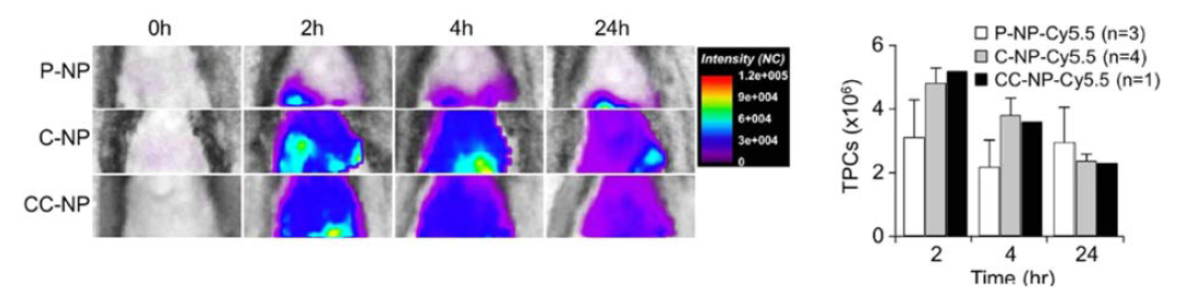 Time-dependent fluorescence intensities of bPEI NPs in liver of CIA mice. (A) Representative NIRF images of liver of CIA mice after i.p. injection of Cy5.5 labeled P-NPs, C-NPs and CC-NPs. (B) TPCs in liver at different time point