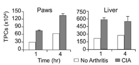 Quantification of accumulated Cy5.5 labeled C-NPs in normal and CIA mice paws and liver