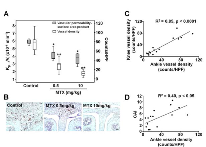 Monitoring of vascular permeability-surface area product and vessel density after MTX treatment. (A) Effects of MTX on vascular permeability-surface area product and vessel density of knee joints (B) Representative image of the knee joints of MTX-treated mice (C) Correlation between knee and ankle vessel densities and (D)ankle vessel density and CAI. (Magnetic Resonance in Medicine, in final revision)