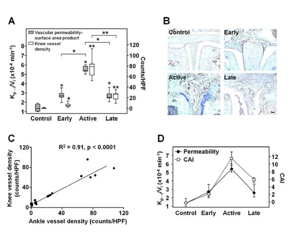 Association between vascular permeability-surface area product and vessel density at various stages of arthritis in CIA model. (A) Comparison of vessel density and vascular permeability-surface area product. (B) IHC staining with an anti-CD31 antibody on vessels in the knee joints. (C) Correlation between knee and ankle vessel densities. (D) The comparison of vascular permeability-surface area product and CAI. (* P < 0.05; **P < 0.0001) (Magnetic Resonance in Medicine, in final revision)