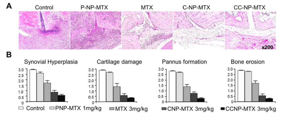 Histological assesment of arthritis severity. (A) Representative section of ankle joint of CIA mice after therapeutic efficacy study. Paw sections were histologically evaluated after H & E staining. magnification x200 (B) Histological scores of synovial hyperplasia, cartilage destruction, pannus formation and bone erosion