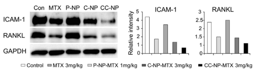 Immunoblot analysis and semiquantitative measurement of expression for ICAM-1 and RANKL in joint tissues from control, free MTX (3mg/kg), MTX loaded P-NP (1mg/kg), C-NP and CC-NP (3mg/kg) treated CIA mice