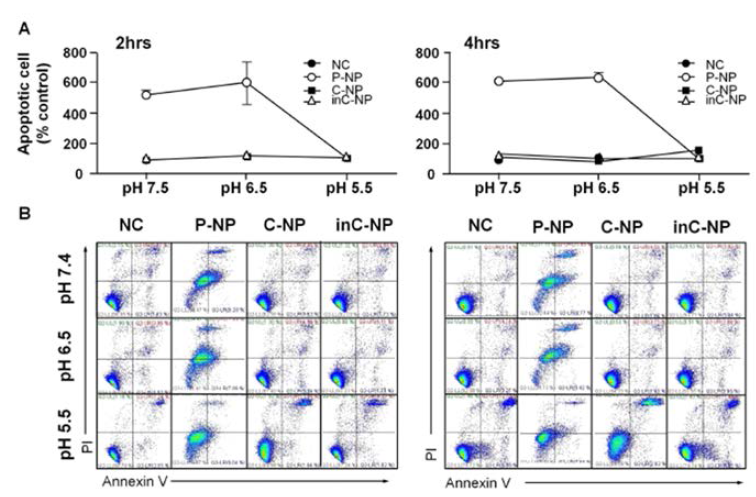 pH-dependent apoptosis detection in jurkat cell by bPEI NPs. Jurkat cells were treated with P-NP, C-NP and inC-NP at 50 ug/ml for 2hr and 4hr at three different pH level. (A) Quantification of apoptotic cells at 2hr and 4hr (B) Flow cytometric analysis of apoptosis in jurkat cells by Annexin V/PI assay at 2hr and 4hr