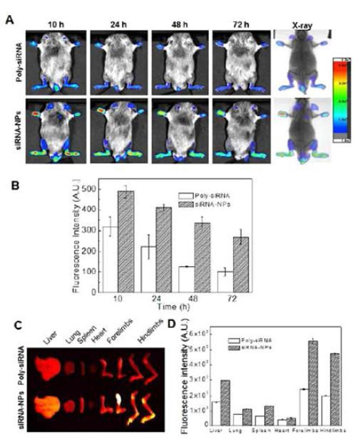 In vivo and ex vivo imaging of siRNA-NPs in CIA model. Real-time (NIRF) imaging (A) and intensity (B) of siRNA-NP treated CIA model. Ex vivo NIRF images (C) and intensity (D) of organs (J control Release, 2015;216:140)