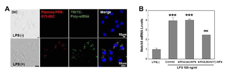 In vitro cellular uptake and gene silencing effect of siRNA-NPs in murine macrophage RAW264.7 cell line. (J control Release, 2015;216:140)