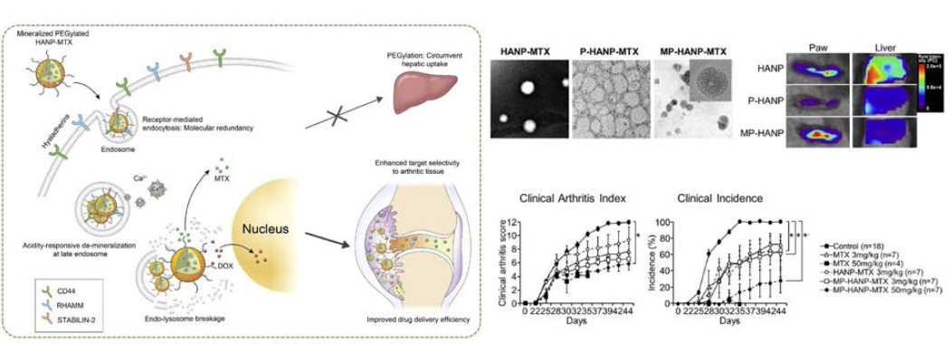 Schematic presentation of working mechanism of mineralized PEGylated hyaluronan nanoparticles (MP-HANPs) loaded with MTX or DOX and therapeutic efficacy in CIA model (J control Release, 2017;252:62)