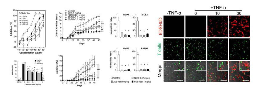 Anti-inflammatory mechanism of desulfate heparin by interupping endothelial cell-T cell interaction (PLoS ONE, 2017;12:e0176110)