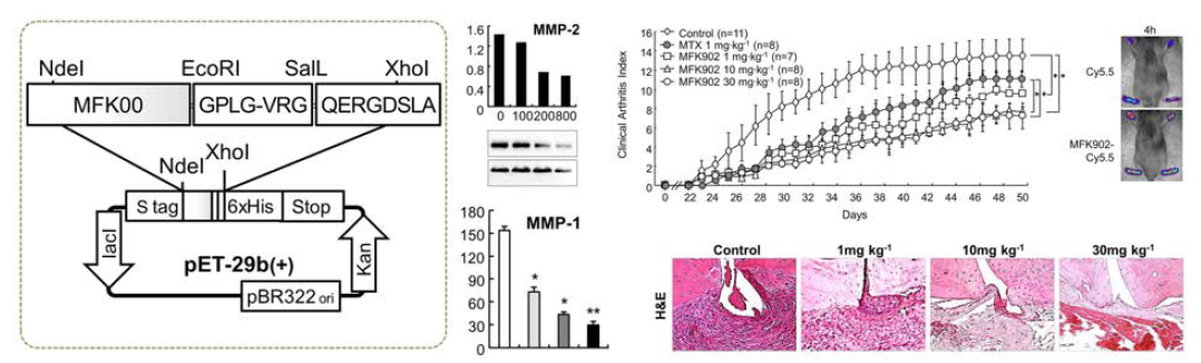 Schematic presentation of plasmid of MMP2 cleavable βig-h3-derived peptides (MFK902) and therapeutic efficacy of MFK902 in CIA　model (PLoS ONE, 2016;11:e0164102)