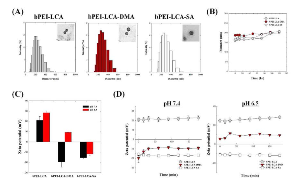 표면전하-전환형 나노입자의 물리화학적 특성 분석 (A) 입자크기 분포 (B) 수성환경에서의 입자크기 변화 (B) pH에 따른 표면전하 (C) 시간에 따른 표면전하 변화