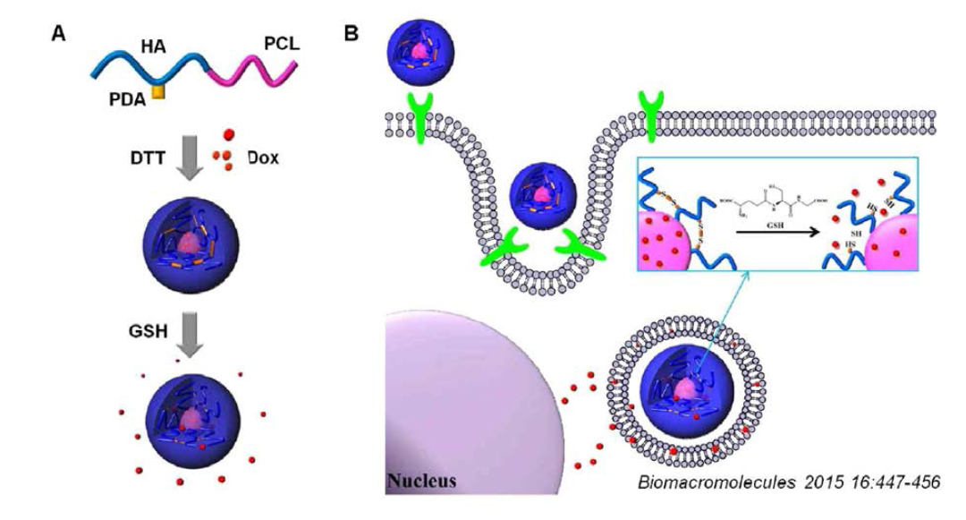 Schematic illustration of (a) the formation of DOX-loaded cross-linked nanoparticles and their GSH-responsive drug release behavior and (b) receptor-mediated internalization of the nanoparticles and subsequent intracellular drug release