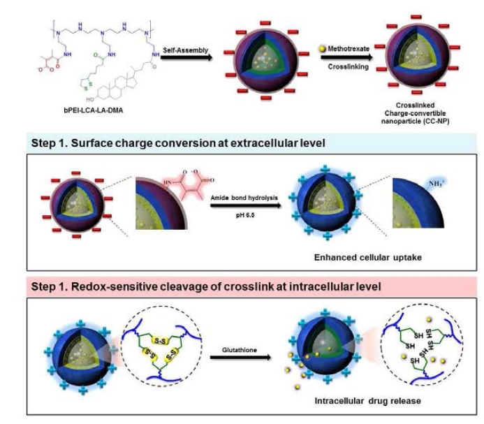 생체환원성 표면전하 전환형 나노입자의 작용 모식도