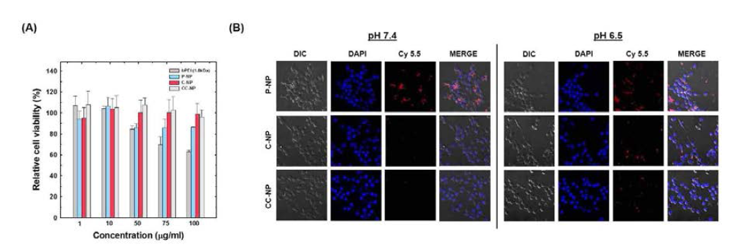 나노입자의 세포 수준 특성 분석 (A) 세포독성 (B) pH에 따른 세포 내 흡수 거동
