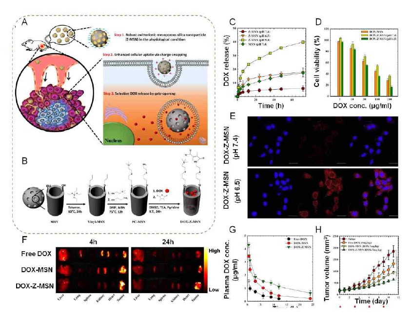 생체안정성이 우수한 활성산소 감응형 약물전달체 개발 Acta Biomaterialia (IF: 6.319) 2016; 40; 282-292